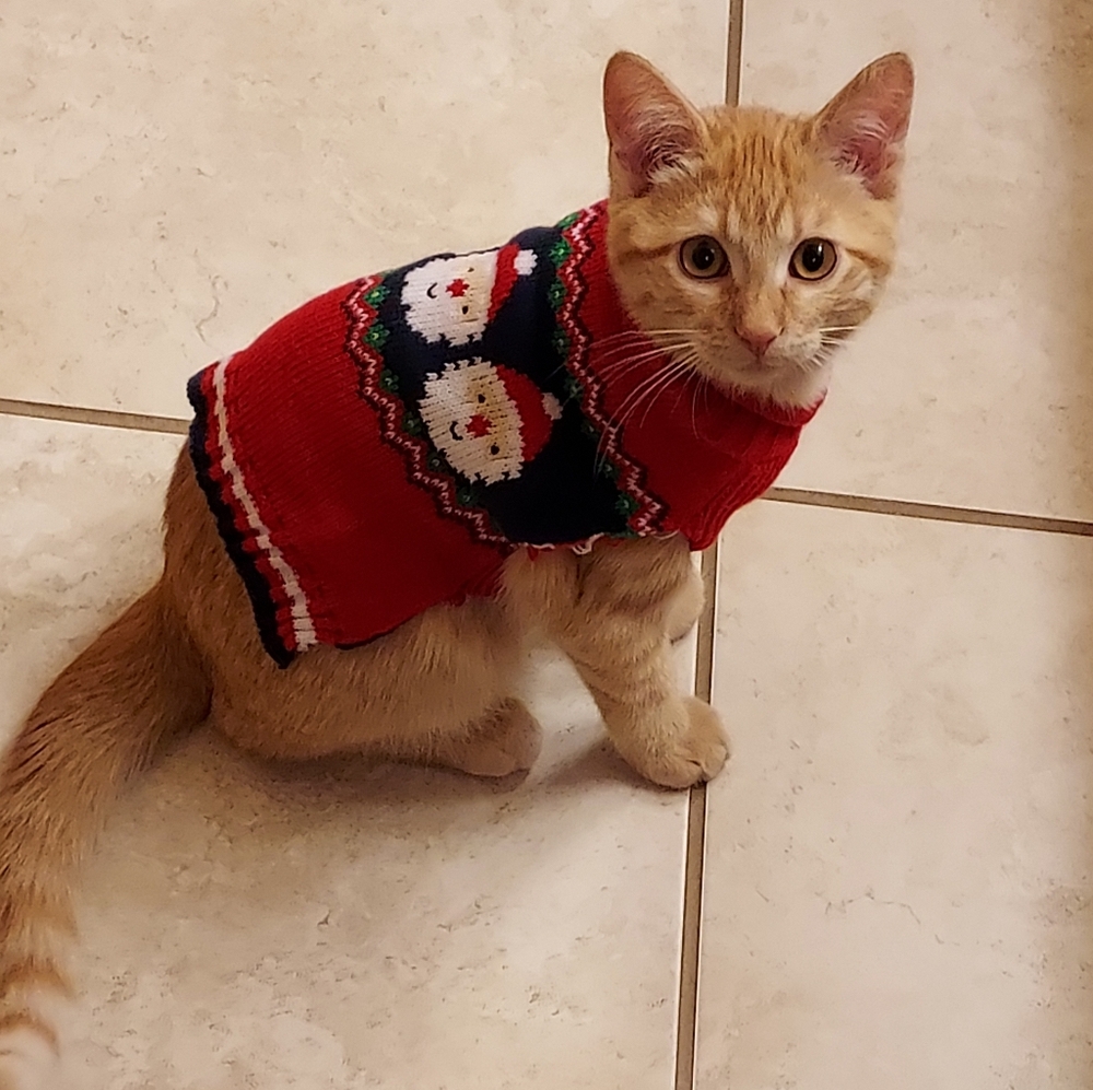 Assorted CAT/DOG pet clothing bundle, size- sm, xs